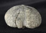 Micraster cf. schroederi STOLLEY 1891 - Bild &copy; FossNet FossilienStore
